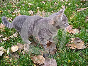 Big gray cat with yellow eyes. Fall and pet