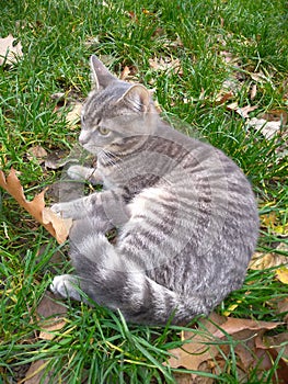 Big gray cat with yellow eyes. Fall and pet