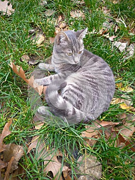 Big gray cat with yellow eyes. Fall and pet