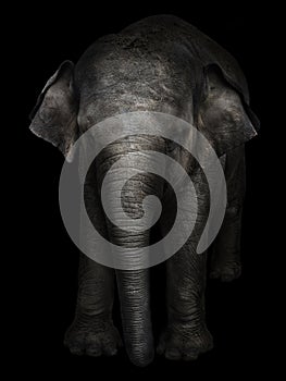 Big gray elephant on a black background