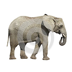 Big gray Elephant isolated on white background