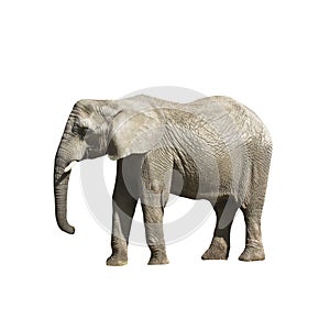 Big gray Elephant  on white background.