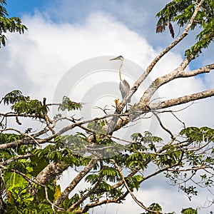 Big gray heron, Lake Cuyabeno Laguna Grande. Ecuador