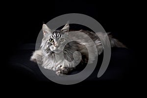 Big gray maine coon cat on black background looking at viewer