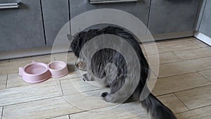 A big gray Maine coon cat eats dry food in the kitchen