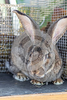 Big gray rabbit breed vander in a cage close up. Breeding rabbits on the farm