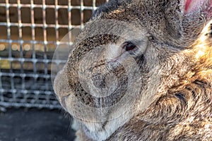 Big gray rabbit breed vander in a cage close up. Breeding rabbits on the farm