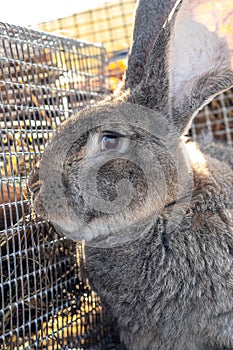 Big gray rabbit breed vander in a cage close up. Breeding rabbits on the farm
