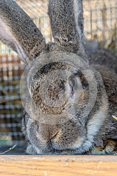 Big gray rabbit breed vander in a cage close up. Breeding rabbits on the farm