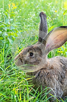 Big gray rabbit breed Vander on the green grass. Rabbit eats grass. Breeding rabbits on the farm