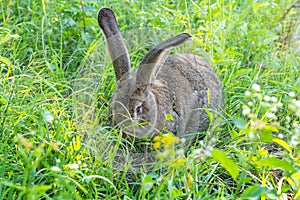 Big gray rabbit breed Vander on the green grass. Rabbit eats grass. Breeding rabbits on the farm