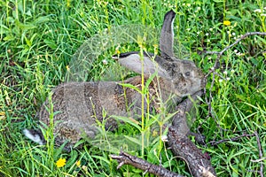 Big gray rabbit breed Vander on the green grass. Rabbit eats grass. Breeding rabbits on the farm