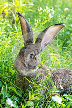 Big gray rabbit breed Vander on the green grass. Rabbit eats grass. Breeding rabbits on the farm