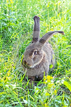 Big gray rabbit breed Vander on the green grass. Rabbit eats grass. Breeding rabbits on the farm