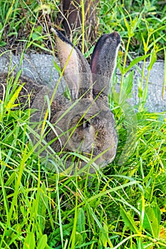 Big gray rabbit breed Vander on the green grass. Rabbit eats grass. Breeding rabbits on the farm