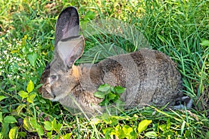 Big gray rabbit breed Vander on the green grass. Rabbit eats grass. Breeding rabbits on the farm