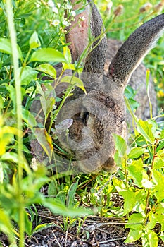 Big gray rabbit breed Vander on the green grass. Rabbit eats grass. Breeding rabbits on the farm