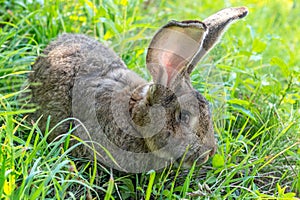 Big gray rabbit breed Vander on the green grass. Rabbit eats grass. Breeding rabbits on the farm