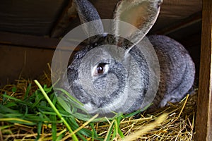 A big gray rabbit eats grass. A rabbit sits in a wooden cage on the hay.