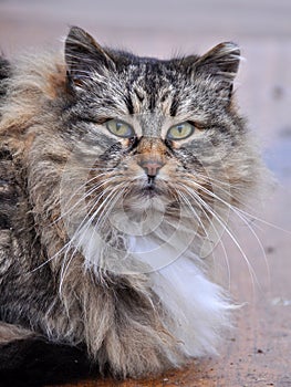 Big gray striped fluffy cat