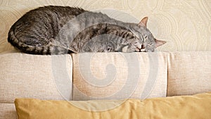 A big gray tabby cat sleeps on a beige sofa with yellow pillows. A pet sleeps with his eyes closed on the bed