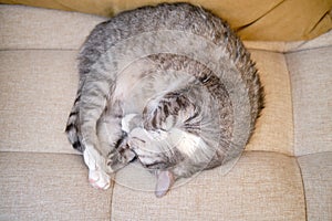 A big gray tabby cat sleeps on a beige sofa with yellow pillows. A pet sleeps with his eyes closed on the bed