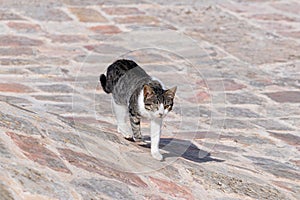 Big gray  and white cat walks on the roof of the Muslim part of the grave of the prophet Samuel on Mount of Joy near Jerusalem in