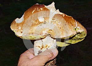 Big great porcino mushroom in forest. Close up