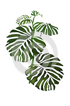 Big gree palm leaves on white background