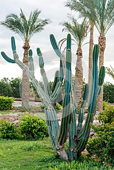 Big green african cactus on the background of tall palm trees