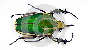 Big green african flower beetle Mecynorhina torquata close up isolated on white. Cetoniidae. Collection beetle. Coleoptera.