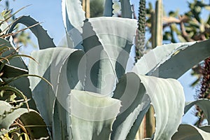 Big green agave cactus closeup