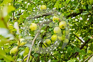 Green Apple Tree