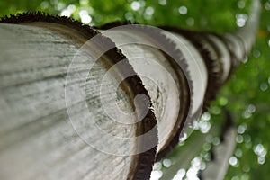 Big green bamboo tree in Akha tribe village