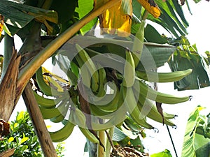 Big green banana on the banana tree. Horn banana.