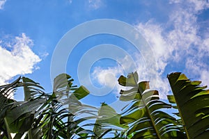Big green banana leaves of exotic palm tree in sunshine on blue sky background.