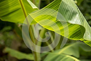 Big green banana leaves of exotic palm tree in sunshine on nature background.