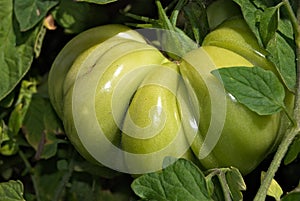 Big Green Beefsteak Tomato