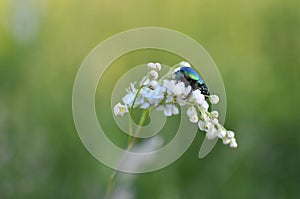Big green beetle on a flower