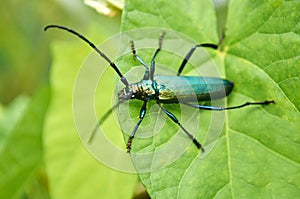 Big green beetle on green foliage in a forest