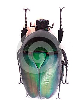 big green bug isolated