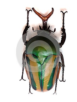 big green bug isolated