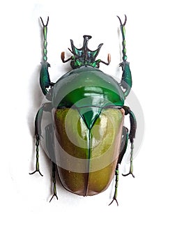 big green bug isolated