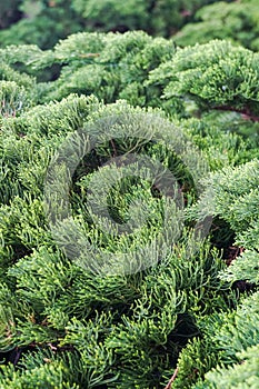 Big green bush along the path walk