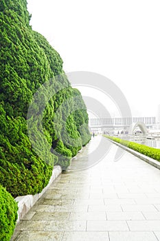 Big green bush along the path walk