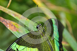 Big green butterfly Emerald Swallowtail close up, Papilio palinurus