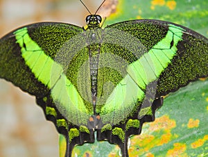 Big green butterfly Emerald Swallowtail, close up photo to wings