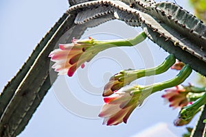 Big green cactus on blue sky background. Cactus with text on it.