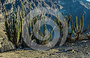 Big Green Cactus in Canyon Colca, Peru