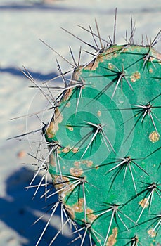 Big green cactus close-up on a blurred background